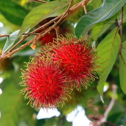 Rambutan  Fruit Tree 😃😃🌿🌿🌿🌿