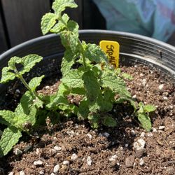 Strawberry mint plant - menta fresa - yerba hierba buena sabor fresa