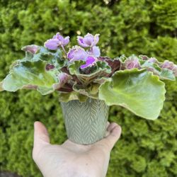 African Violet. Sammamish, Beaver Lake 