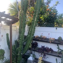 10 Foot Tall Cactus