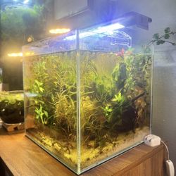 Aquariums- Fish Tanks
