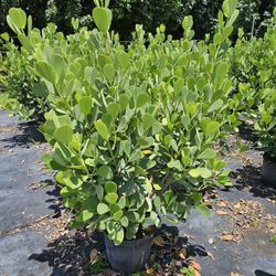 huge clusias only$25 Instant Privacy Hedge For Fence Green Full 