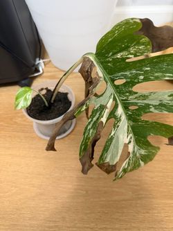 Monstera Albo