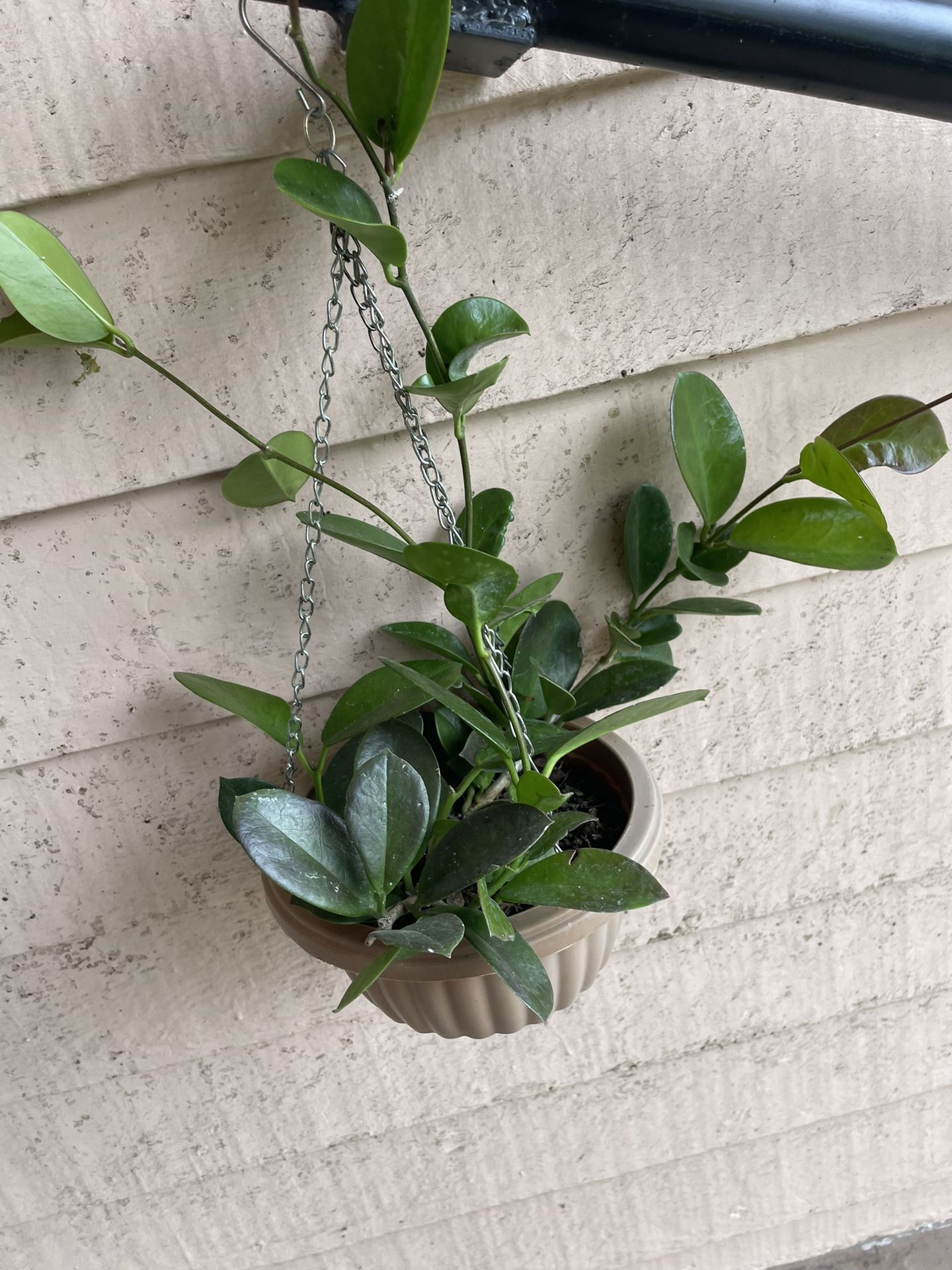 Hoya Australis Plant 