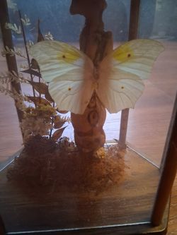 Display Butterfly