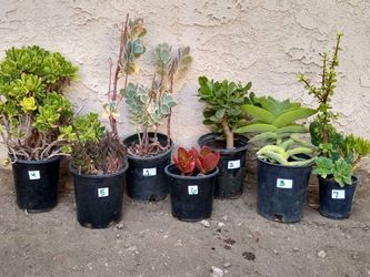 Various Succulents for Sale