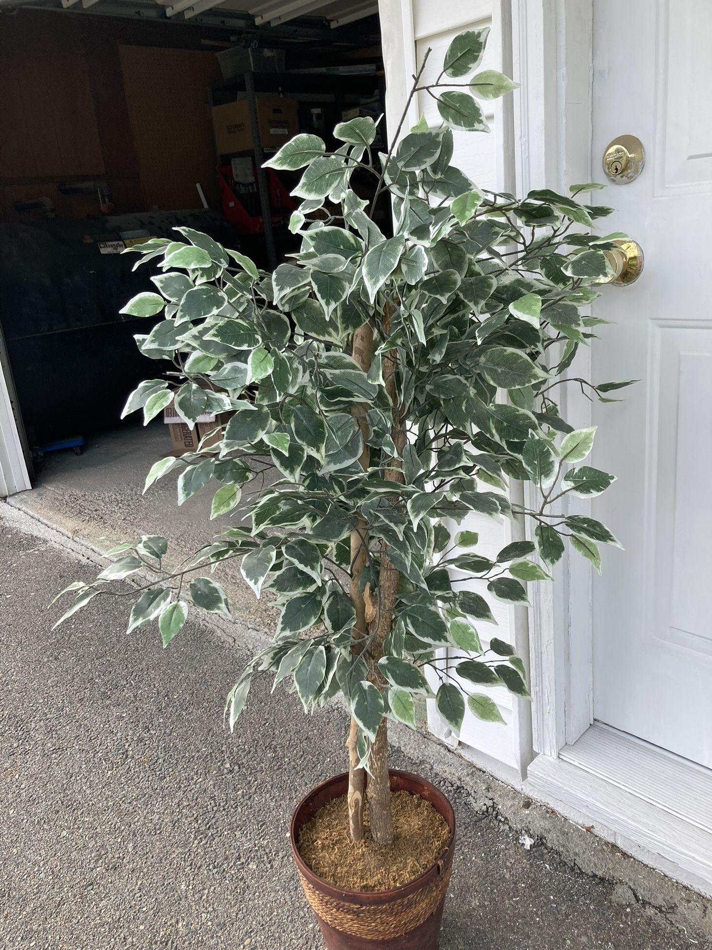Silk Tree