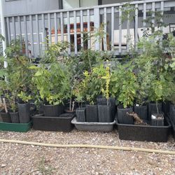 Homegrown Trees For Sale! Native/fruit/oaks