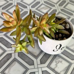 Succulent Sedum