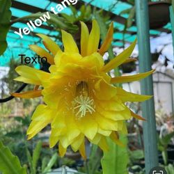 Epiphyllum Yellow Tang 