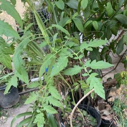 Tomatoes plant 