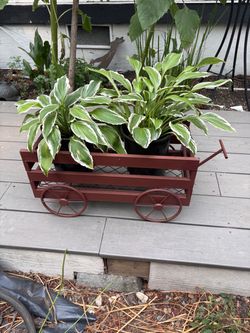 Vagón de hostas