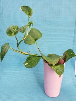 YOUNG POTHOS PLANT