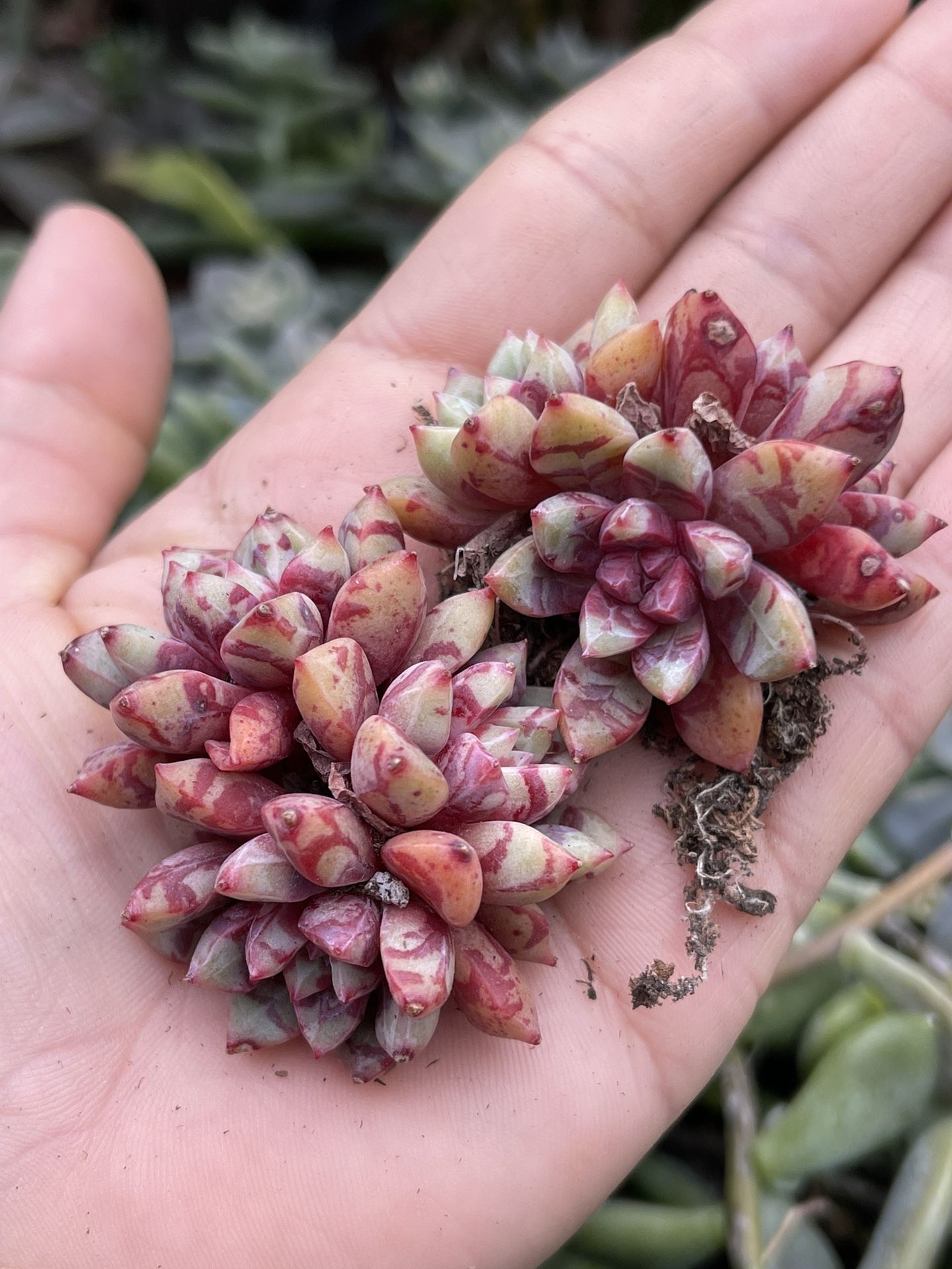 Mini Korean Succulents Echeveria Jelly Jam