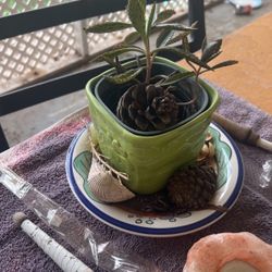 Devils Backbone Succulent 