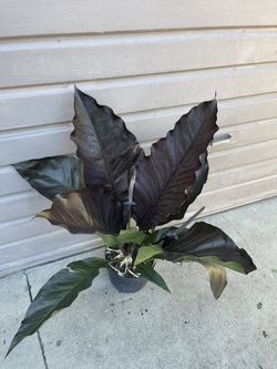 10 Anthurium Black Dragon 4 Feet Tall for Sale in South Gate, CA - OfferUp