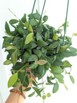 Hoya Burtoniae Plant 6" Pot - Indoor House Plants