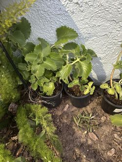 tengo Plantas De Orégano Orejón 