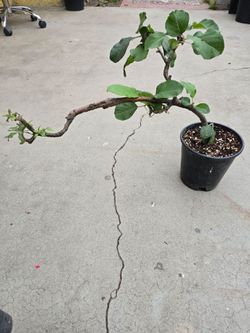 Bonsai aple