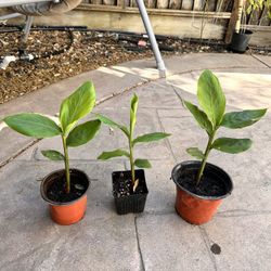 Cardamom Plants $25 Each