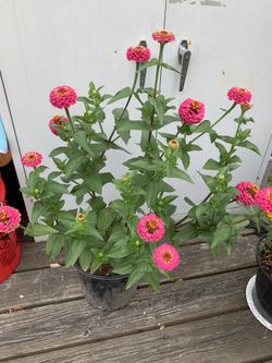 Outdoor Plant