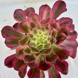 Aeonium Wave Singer