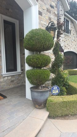 Topiary 3-ball plant