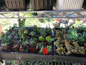 Succulent plants