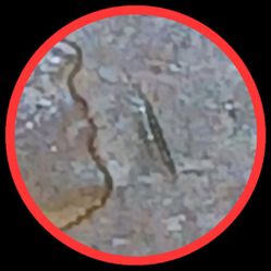 1955 Canadian ERROR  PENNY 