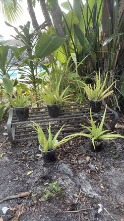 Aloe Vera
