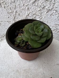 3 Inch Pot Succulent Plant - Aeonium Lindleyi - Tree of Love  - Rooted & Established - Drought Resistant - 🪴