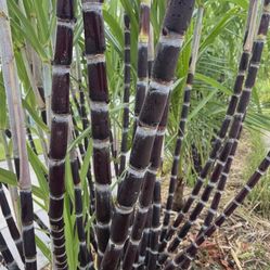 Badilla Black Sugarcane plants, Sugar Cane