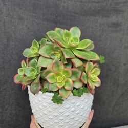 Ceramic Pot With Aeinoum Kiwi Hawortii Succulents Plant/ Planta Succulenta Kiwi