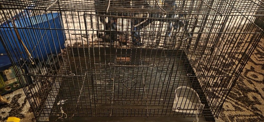 Bird Cage