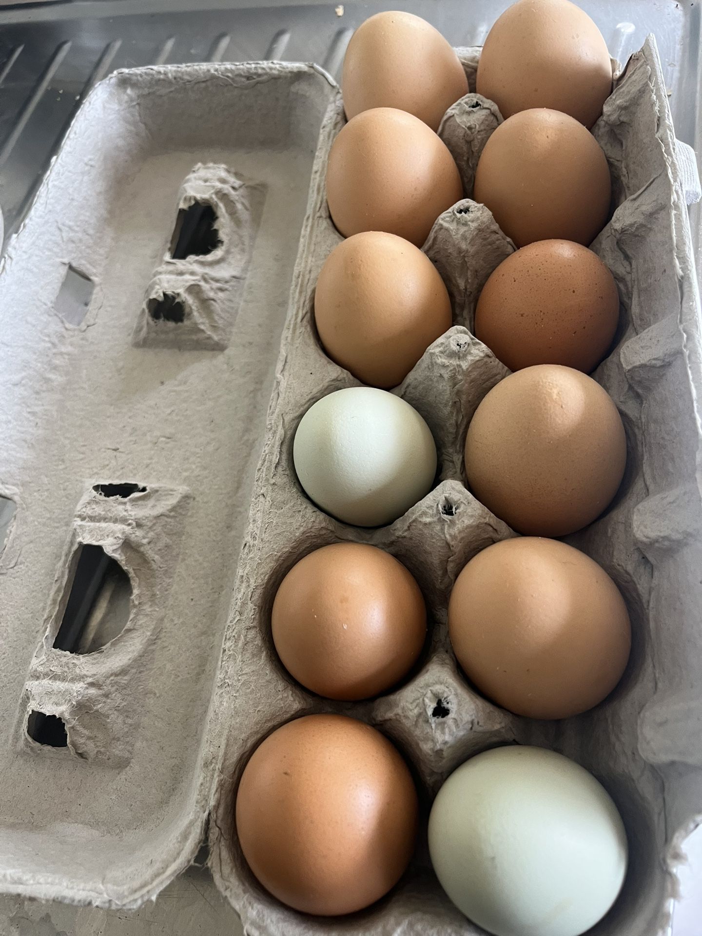 Fresh Eggs