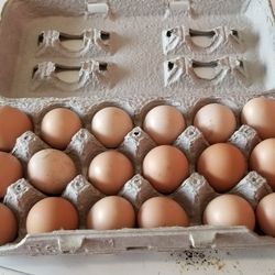 Organic Eggs