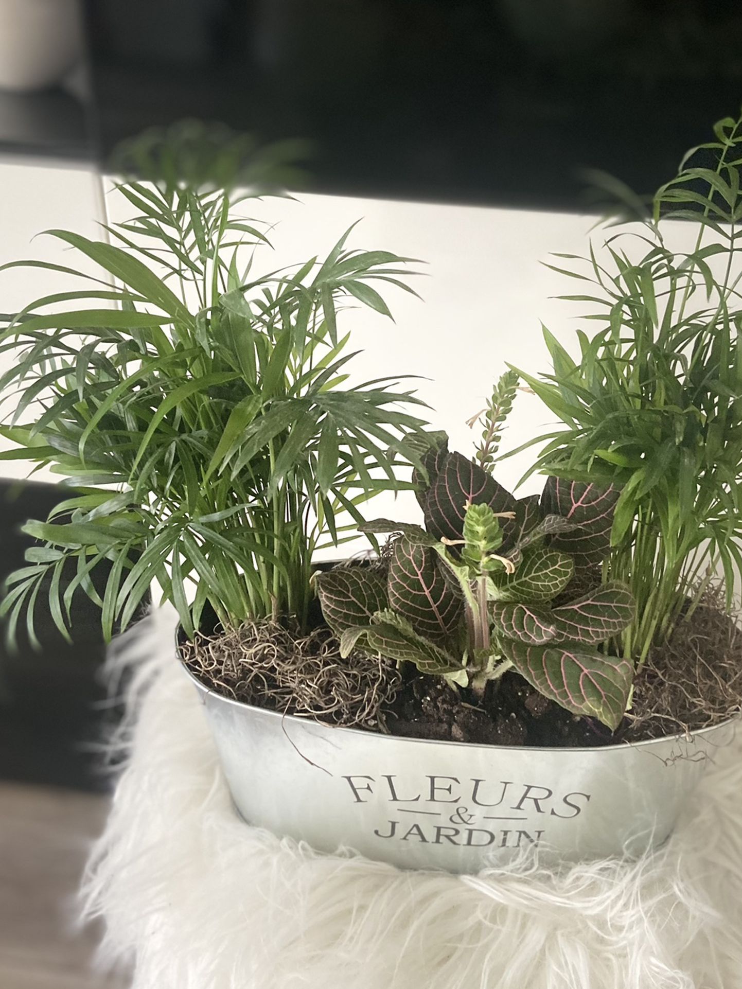 Housplant 3 Plants I’m Silver Pot