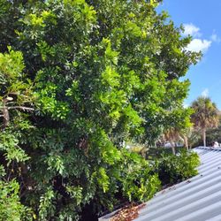 Tree Trim 