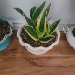 DEFINITELY PUT THESE FLOWERS IN THE HOUSE! Plants that bring good luck, happiness and wealth! Golden Amulet Each $25