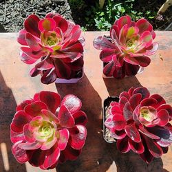 PLANT SALE ON SUNDAY IN SAN LORENZO NEW ANEONIUMS SUNDAY 1PM TO 5PM