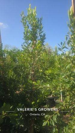 Indian Laurel