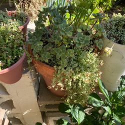 Big Pot Of Succulent Arrangement 