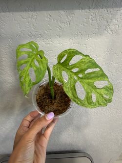 Monstera adansonii mint