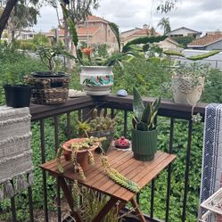 Plants And Other Items For Sale 