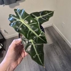 Alocasia Plants 