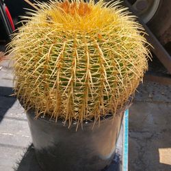 12” Barrel Cactus