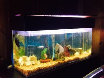 55 gallon tank