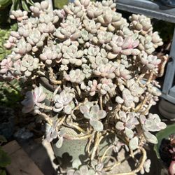Graptopetalum