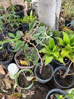 Lobster Winter Christmas Flower Plant Pot 💕 Cây Hoa Trạng Nguyên 💕