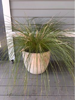 Lomandra outdoor plant and pot